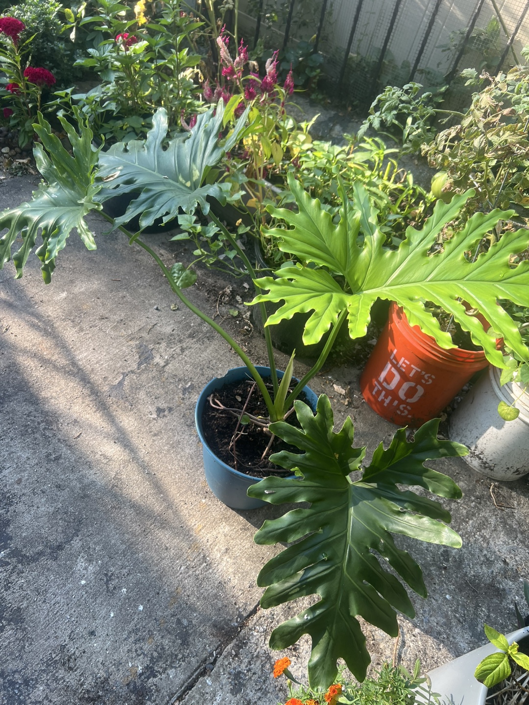 Beautiful large Philodendron split leaf Plant - photo 4