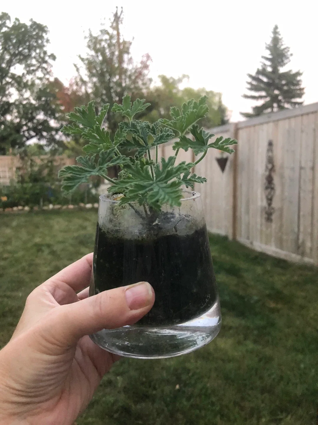 Lemon Scented Geranium/ citronella plant in Glass Pot. thumbnail