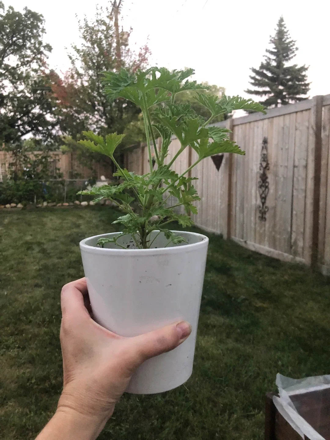 Lemon Scented Geranium/ citronella plant in White Pot. thumbnail