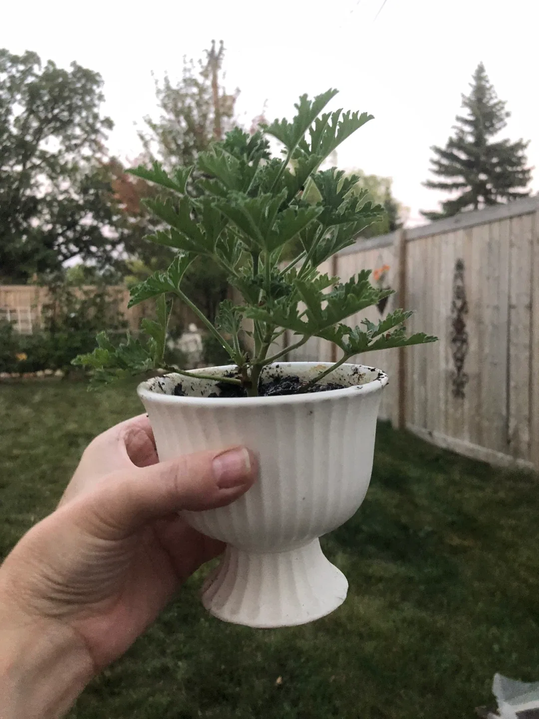 Lemon Scented Geranium/ citronella plant in Cream Colour Pot. thumbnail