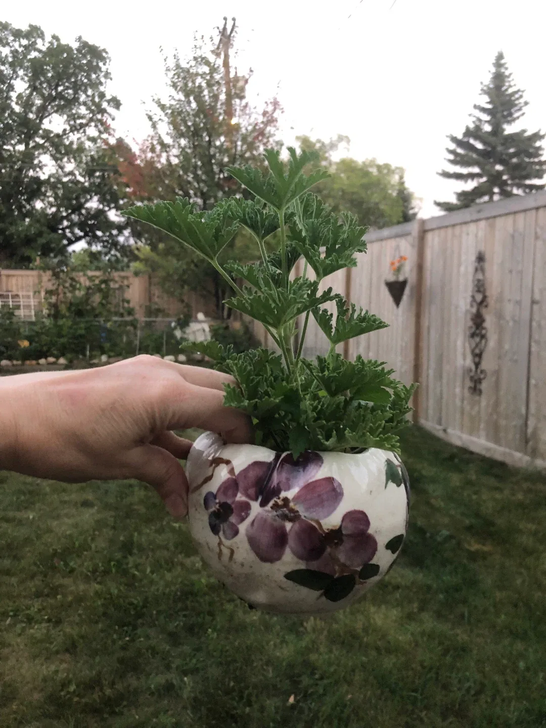 Lemon Scented Geranium/ citronella plant in Cute Pot. thumbnail