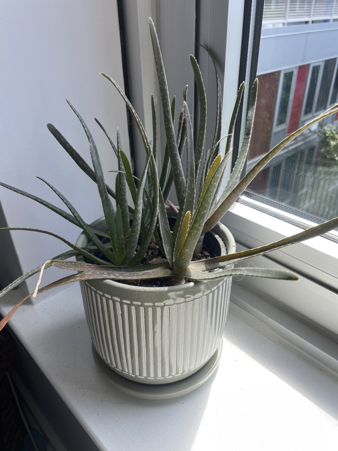 Assorted potted plants - photo 3