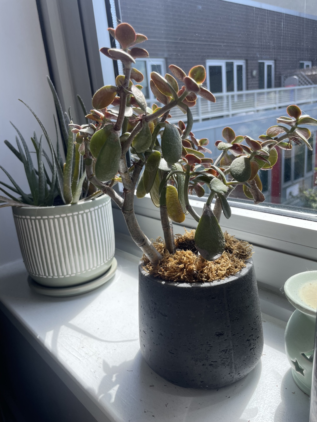 Assorted potted plants