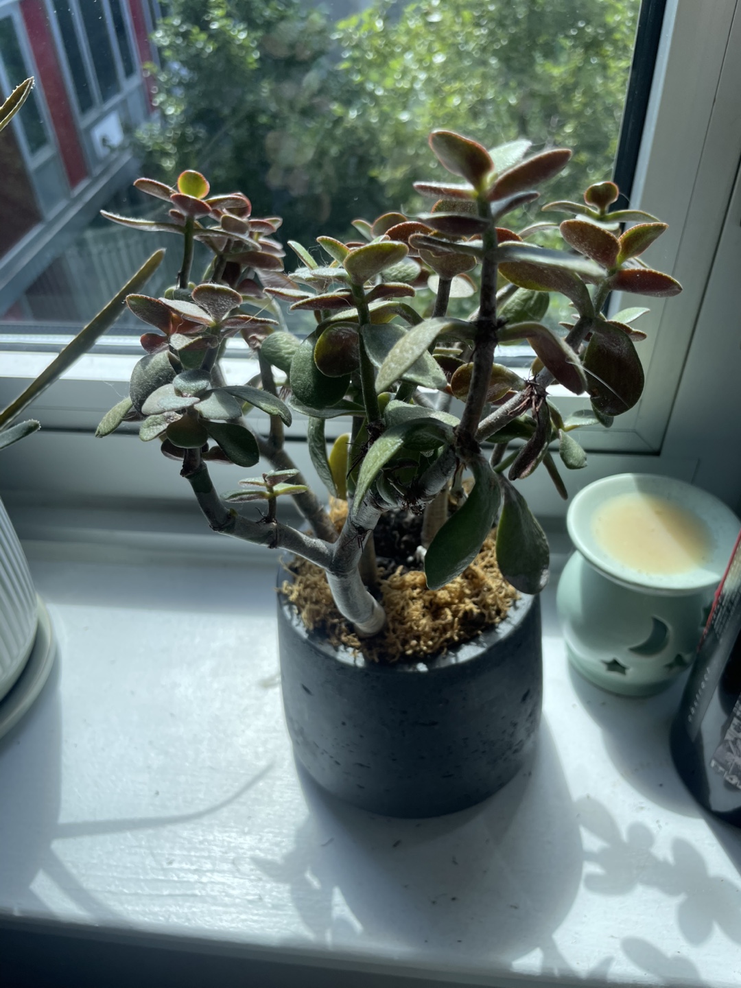 Assorted potted plants - photo 2