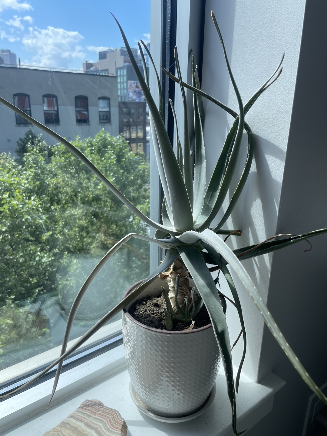 Assorted potted plants - photo 4