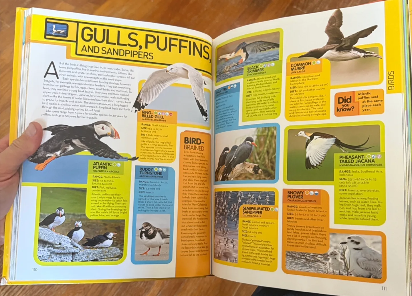 National Geographic Animal Encyclopedia image indicator(5)