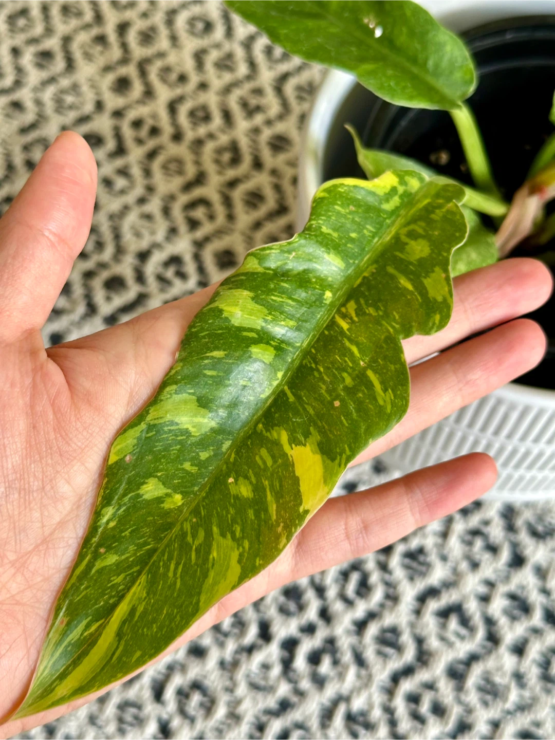 Philodendron Ring of Fire Plant - photo 3