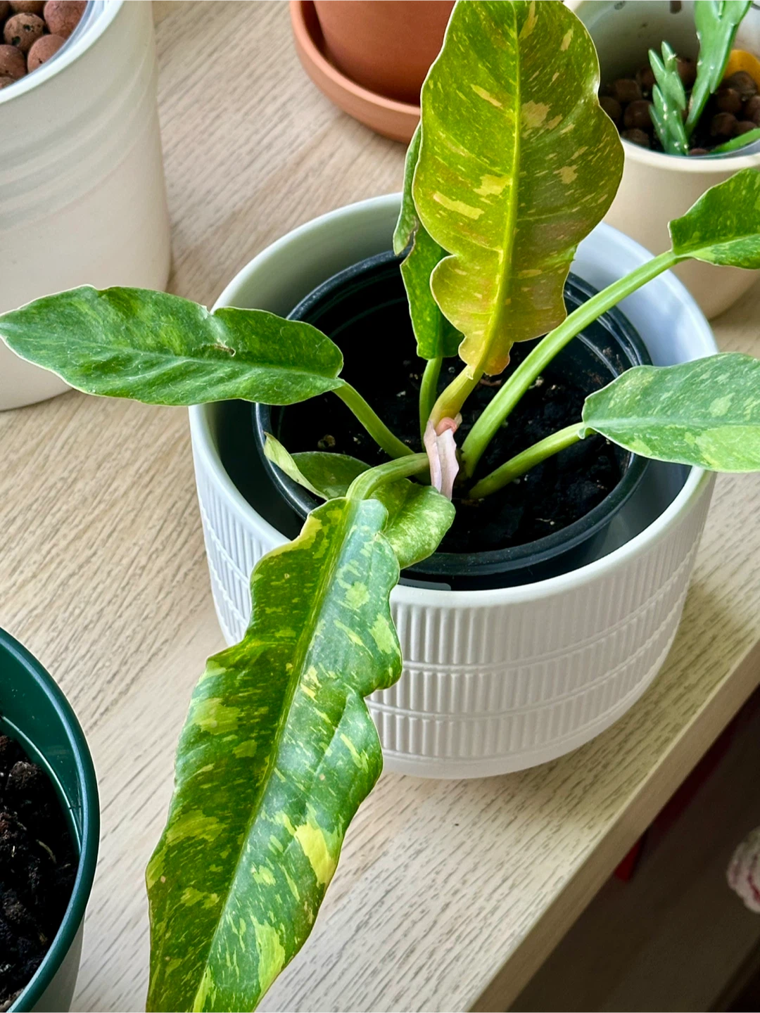 Philodendron Ring of Fire Plant - photo 2