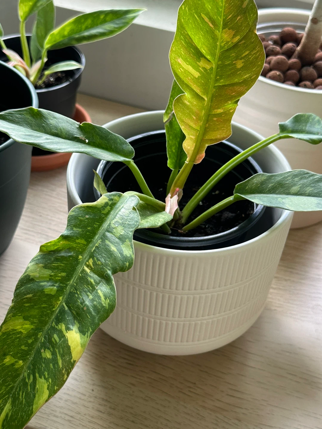 Philodendron Ring of Fire Plant - photo 4