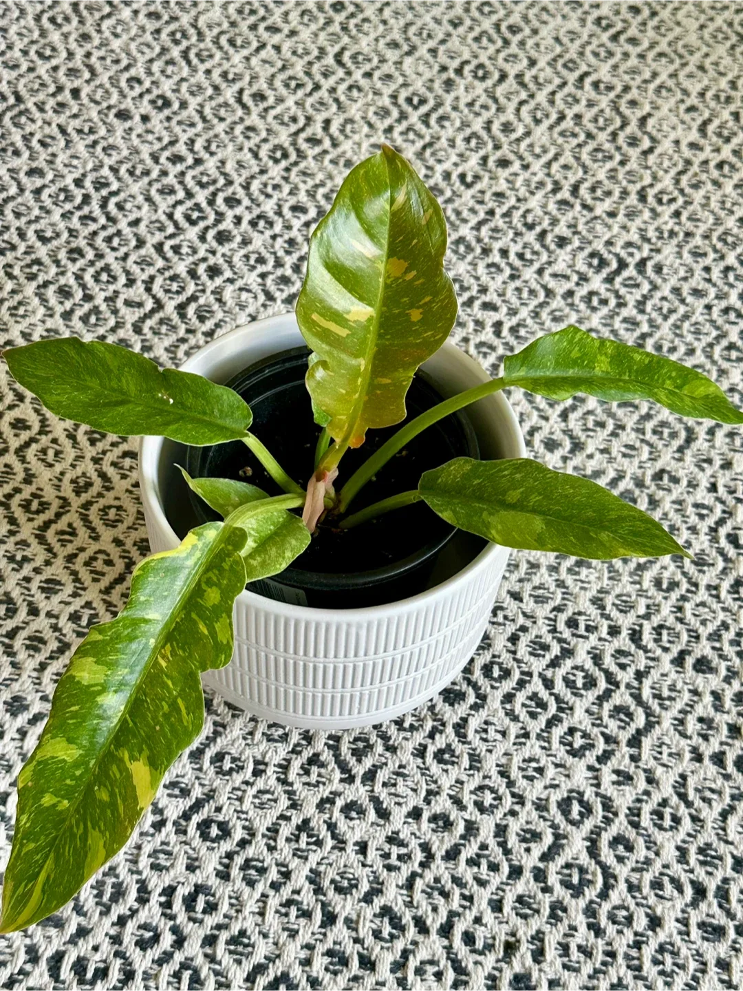 Philodendron Ring of Fire Plant