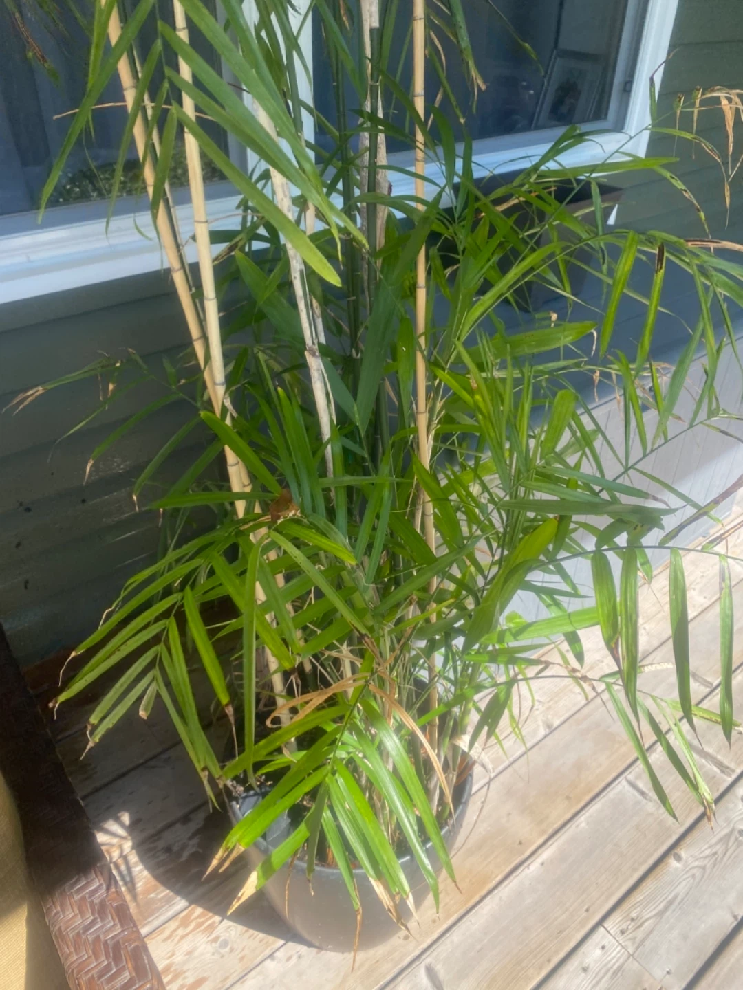 Potted Bamboo Plant - photo 4