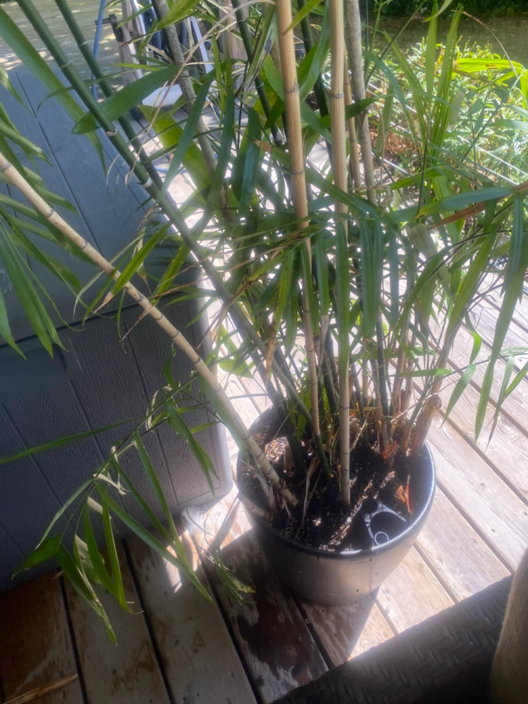 Potted Bamboo Plant - photo 3