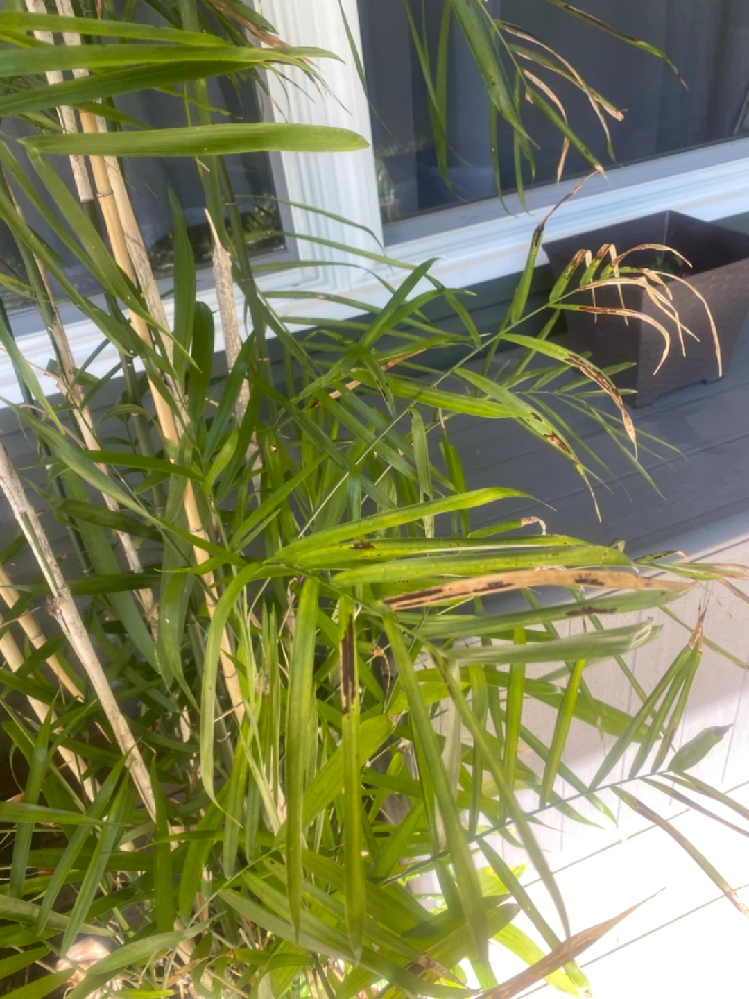 Potted Bamboo Plant - photo 2