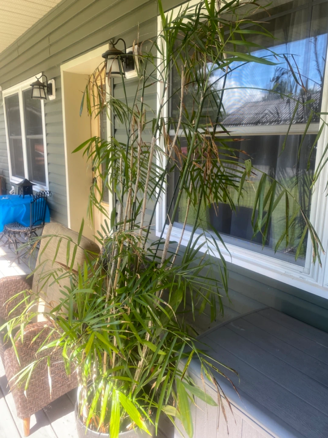 Potted Bamboo Plant