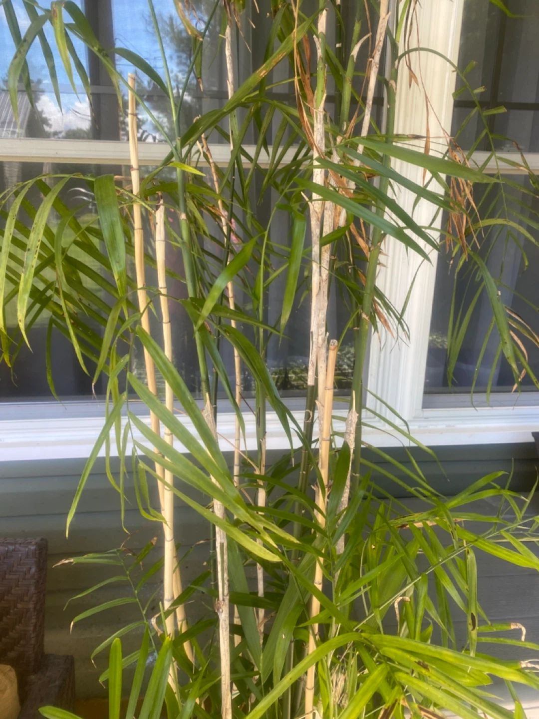 Potted Bamboo Plant - photo 5