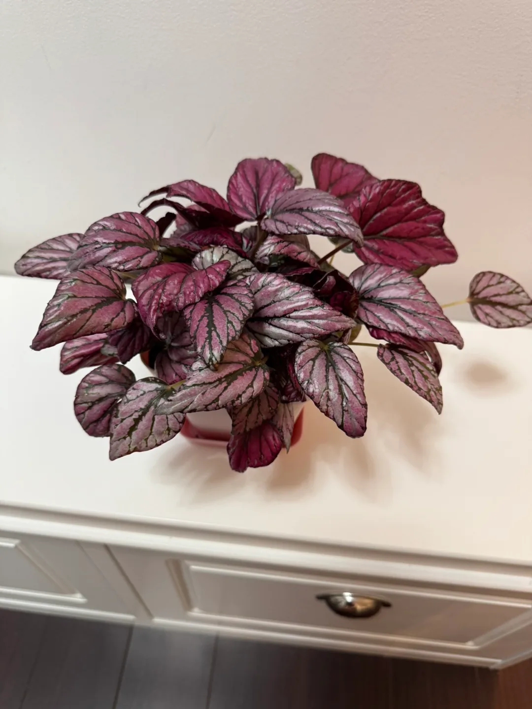 Pink Begonia Plant image indicator(3)