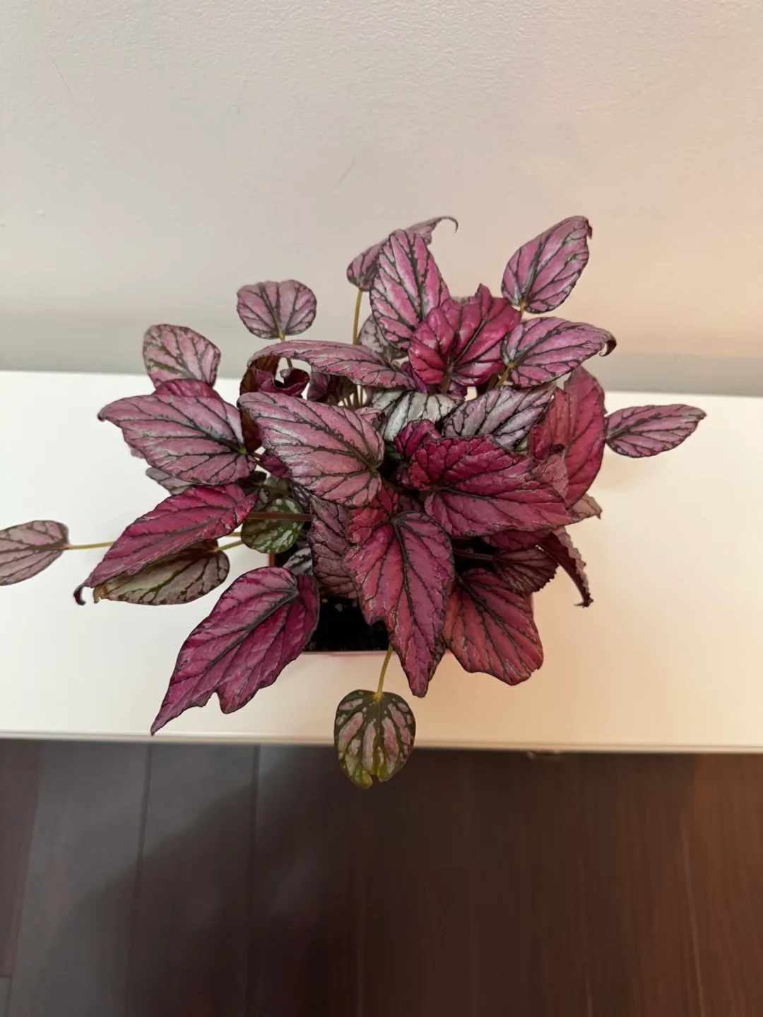 Pink Begonia Plant thumbnail