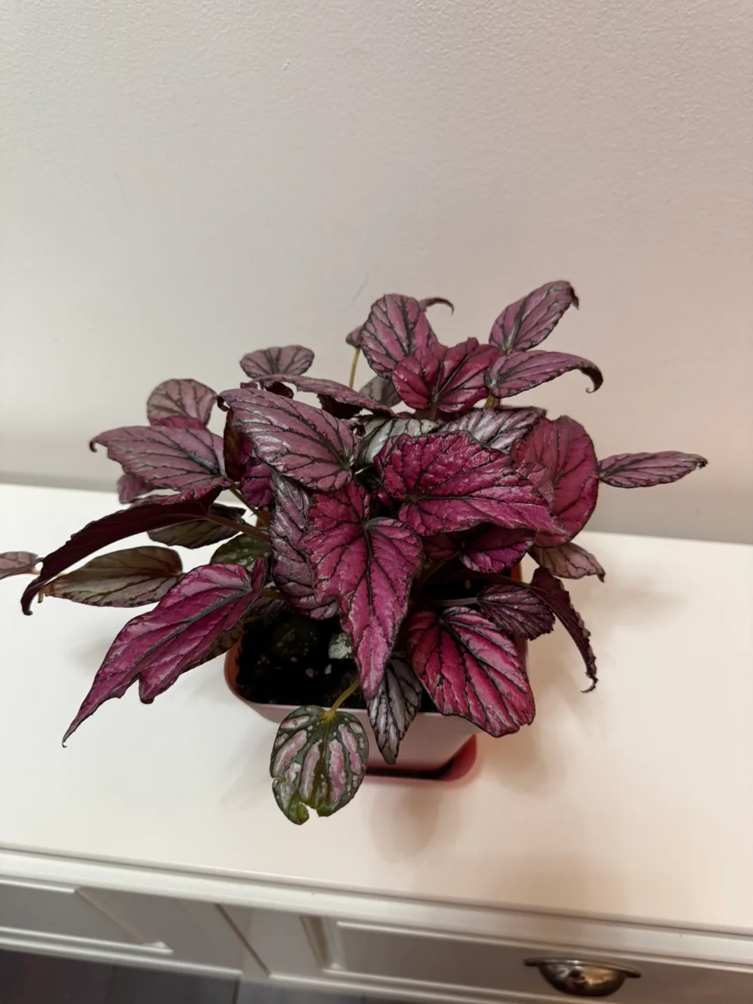 Pink Begonia Plant image indicator(2)