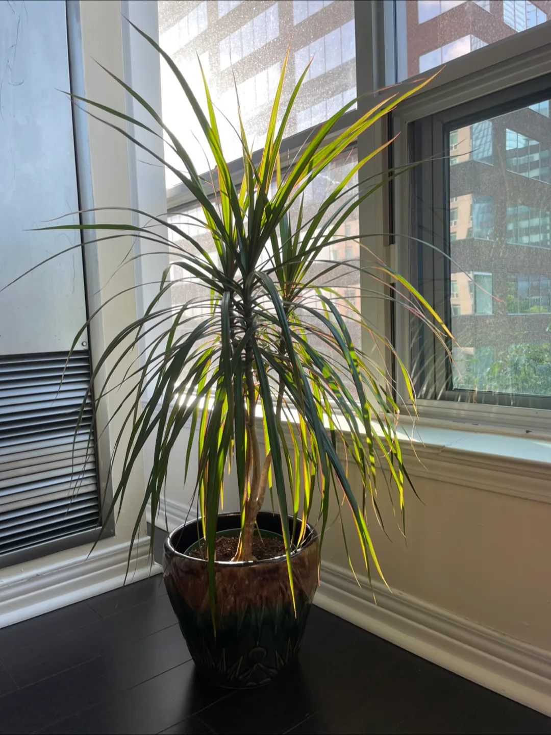 Plant for sale! thumbnail