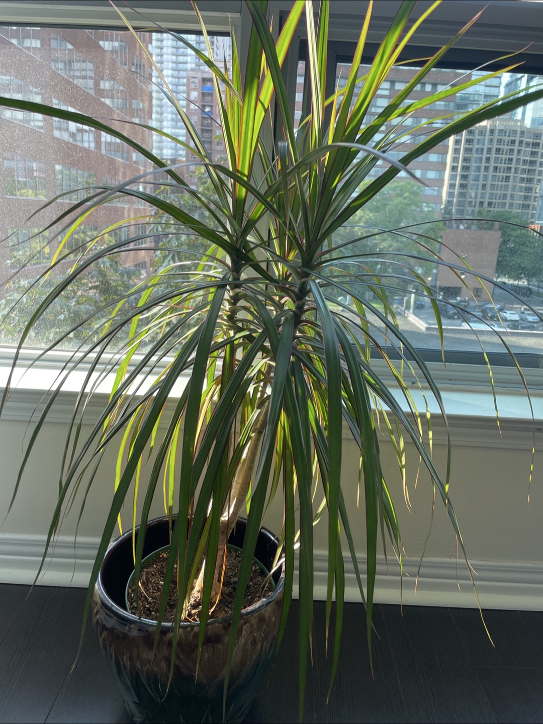 Plant for sale! - photo 2