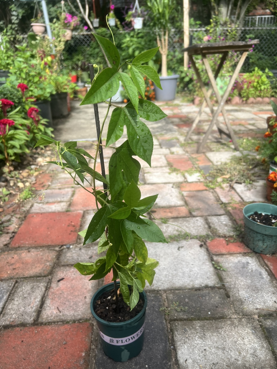 Potted passion fruit plant - photo 4