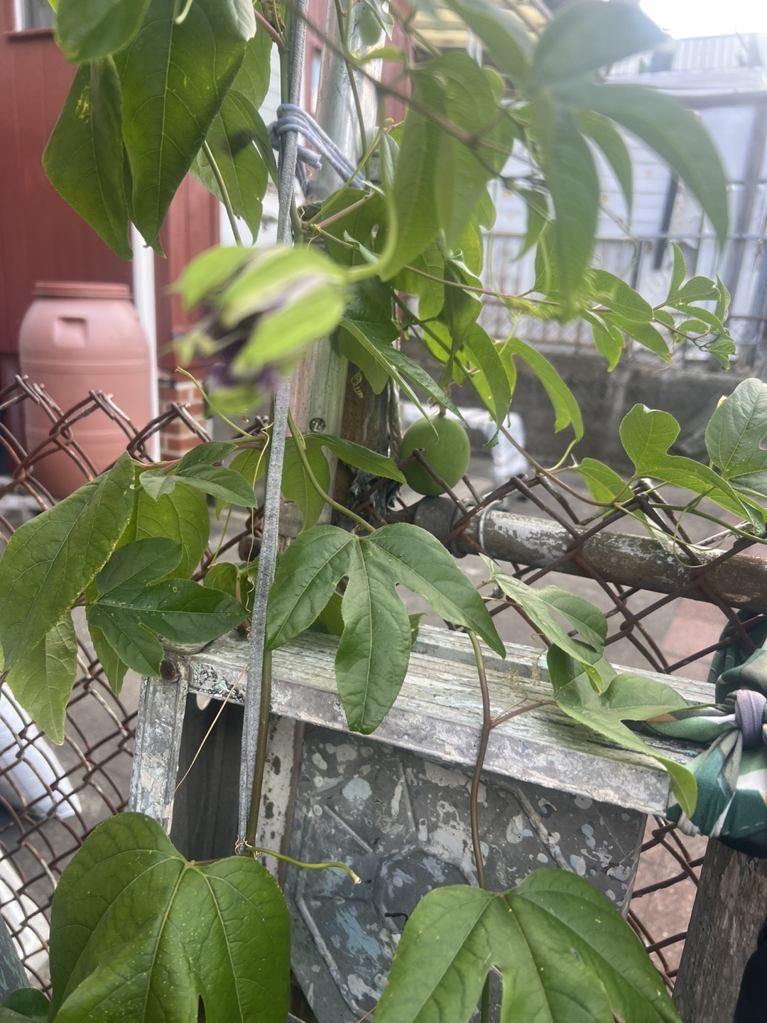 Potted passion fruit plant
