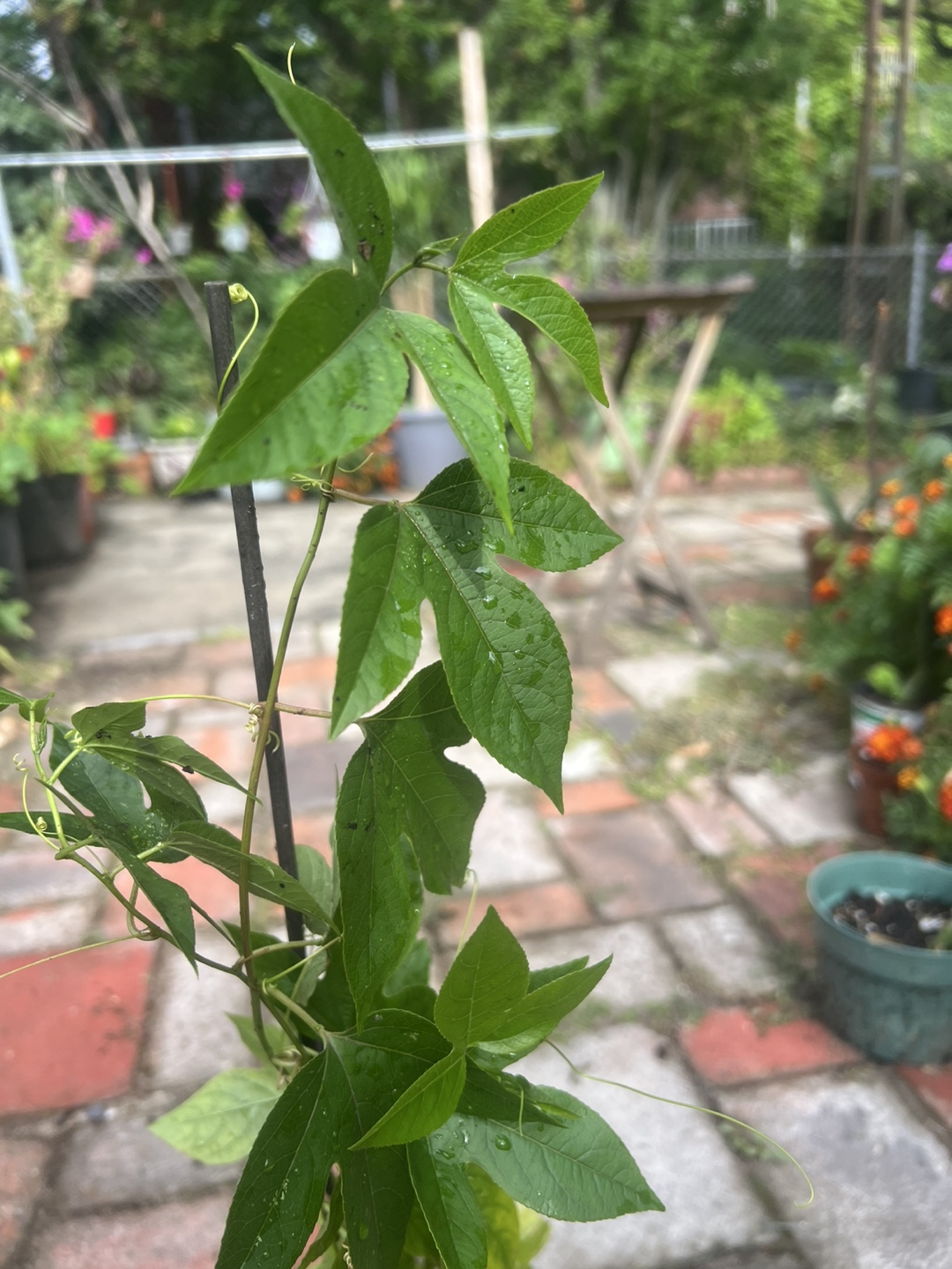 Potted passion fruit plant - photo 2