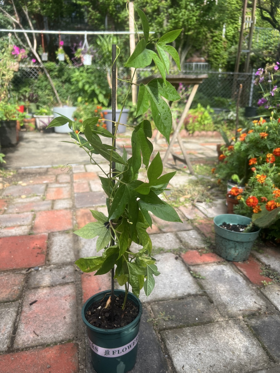 Potted passion fruit plant - photo 3