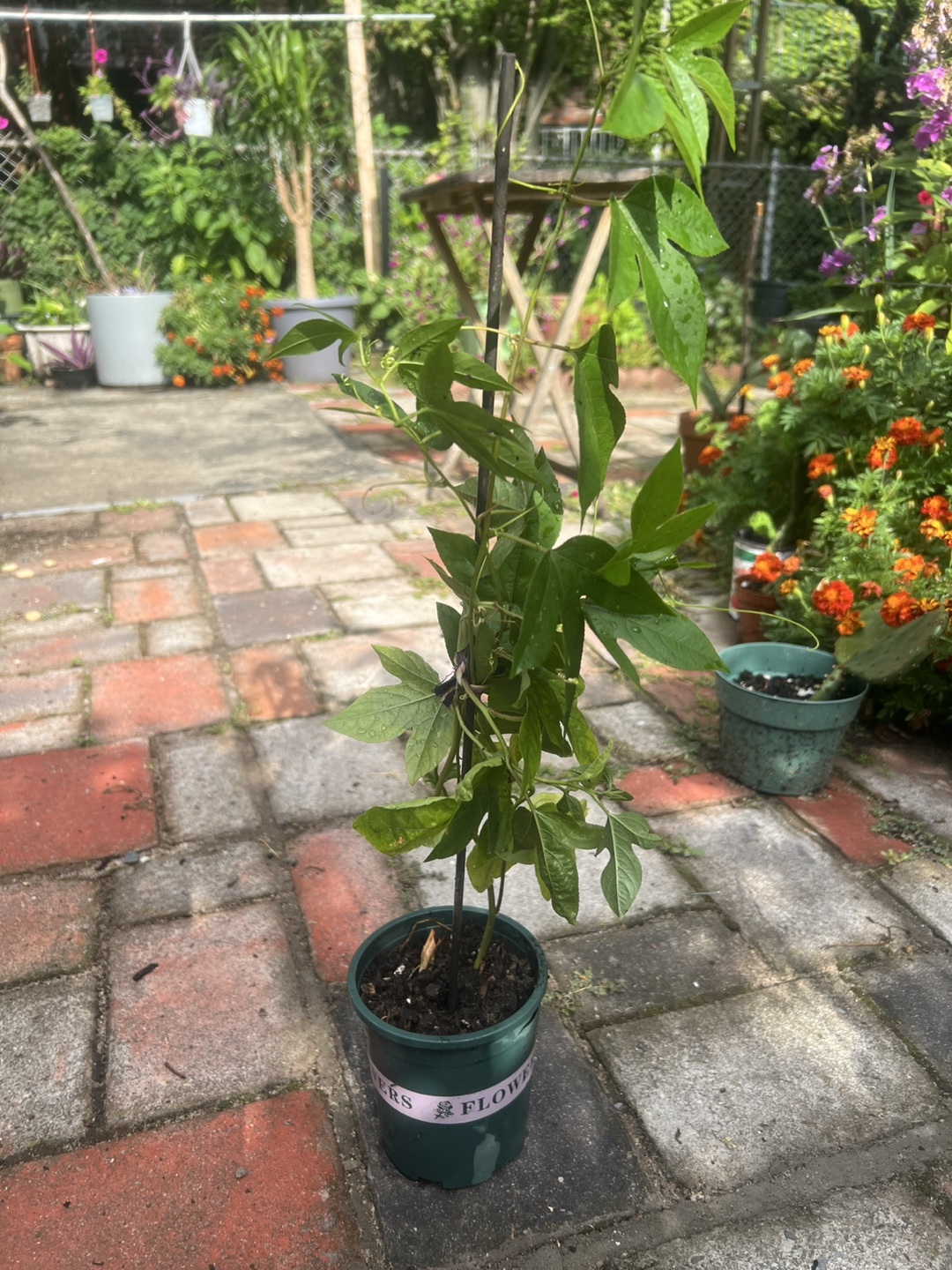 Potted passion fruit plant - photo 5