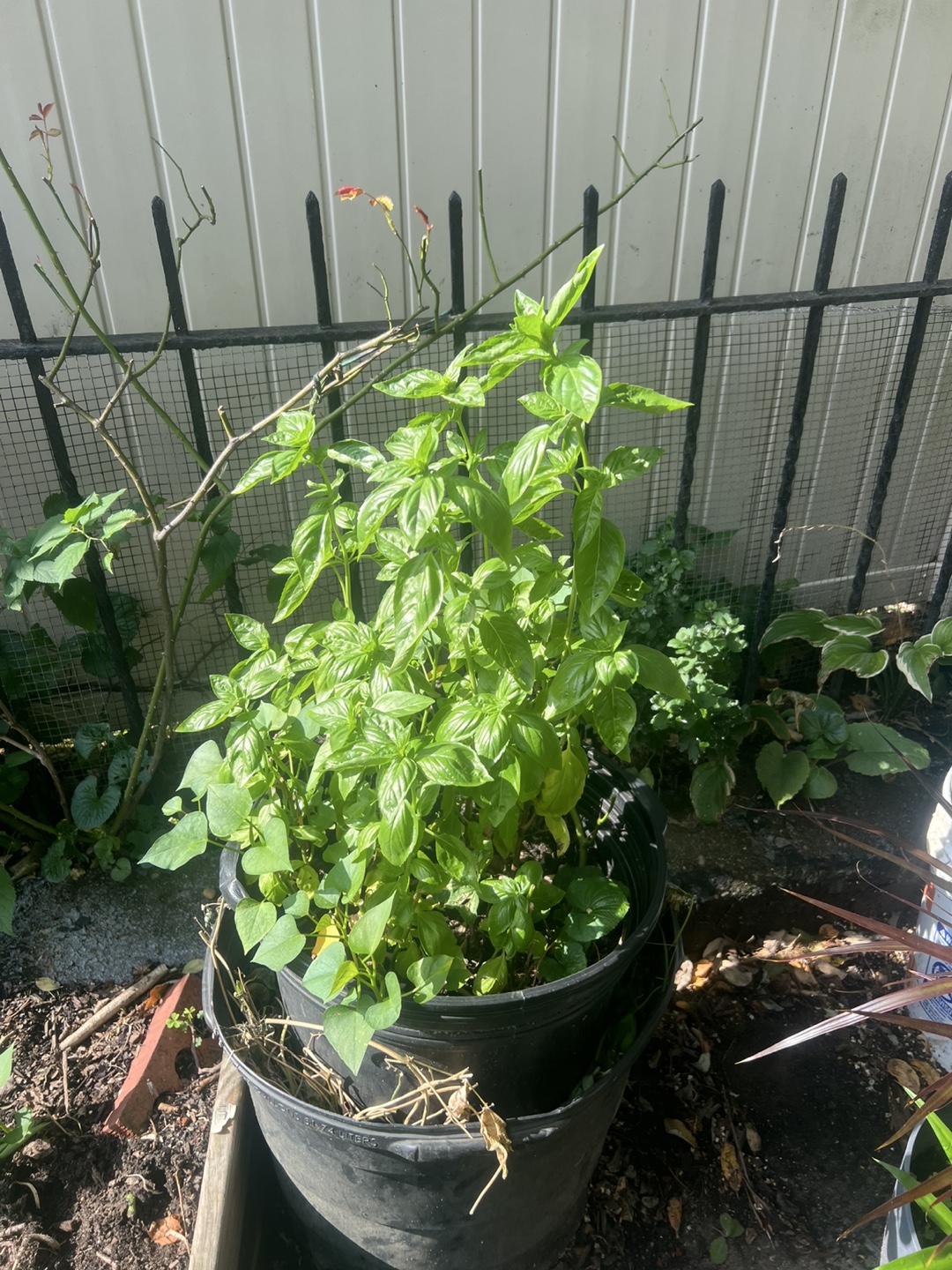 Super healthy and large organic potted Basil Plant - photo 4