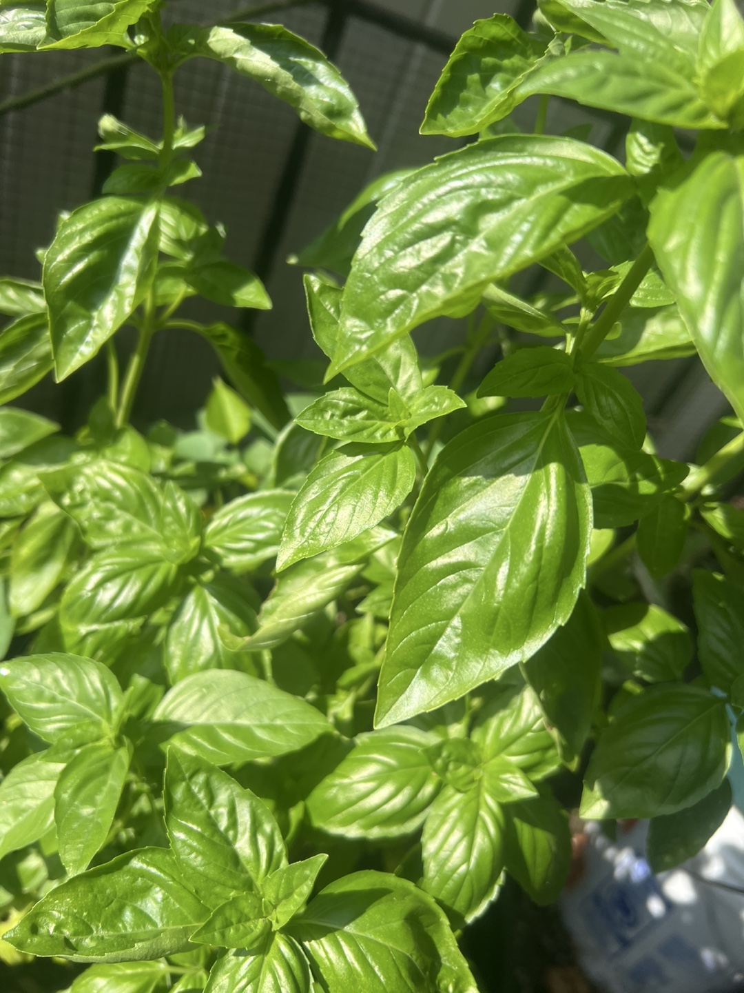 Super healthy and large organic potted Basil Plant - photo 2
