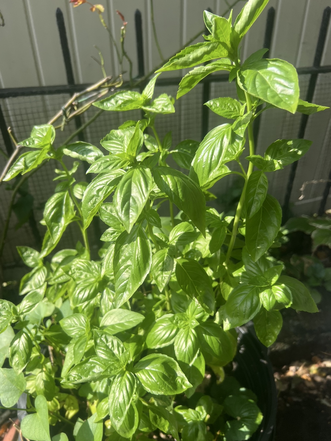 Super healthy and large organic potted Basil Plant