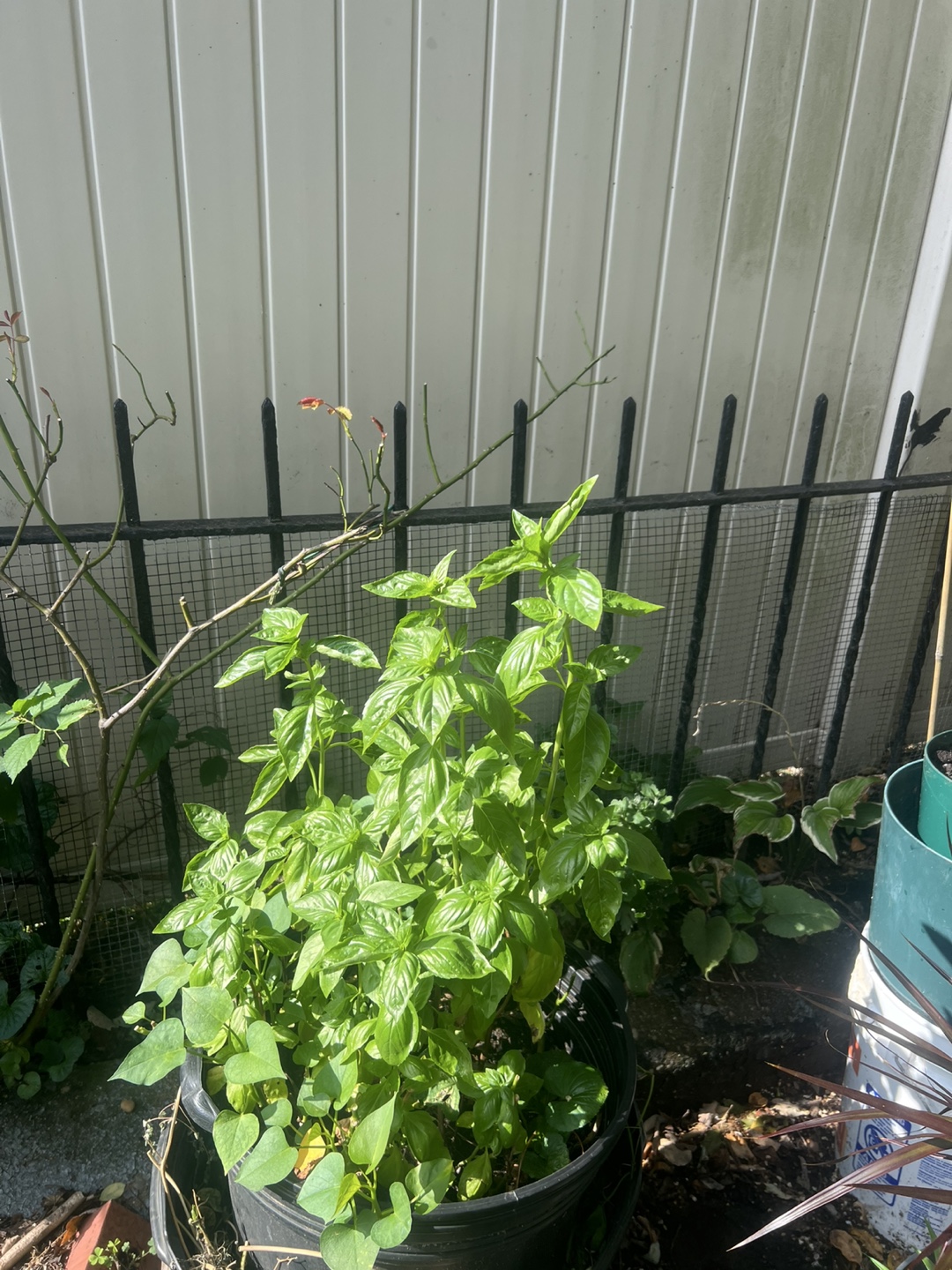 Super healthy and large organic potted Basil Plant - photo 5