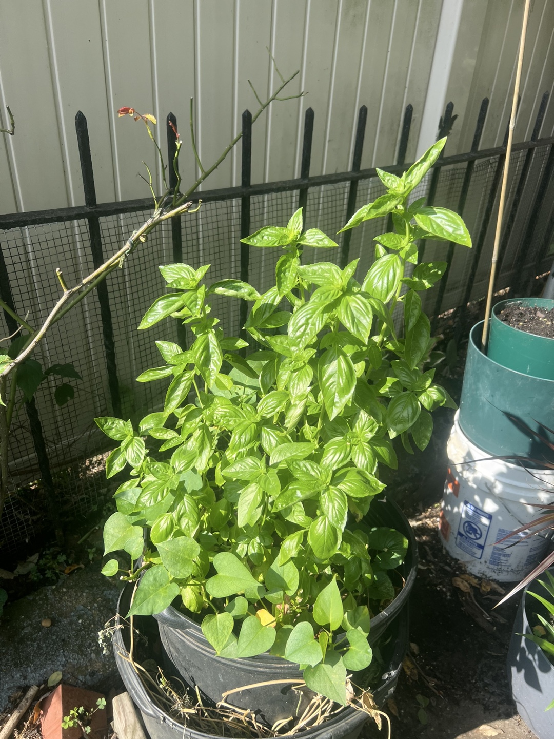 Super healthy and large organic potted Basil Plant - photo 3