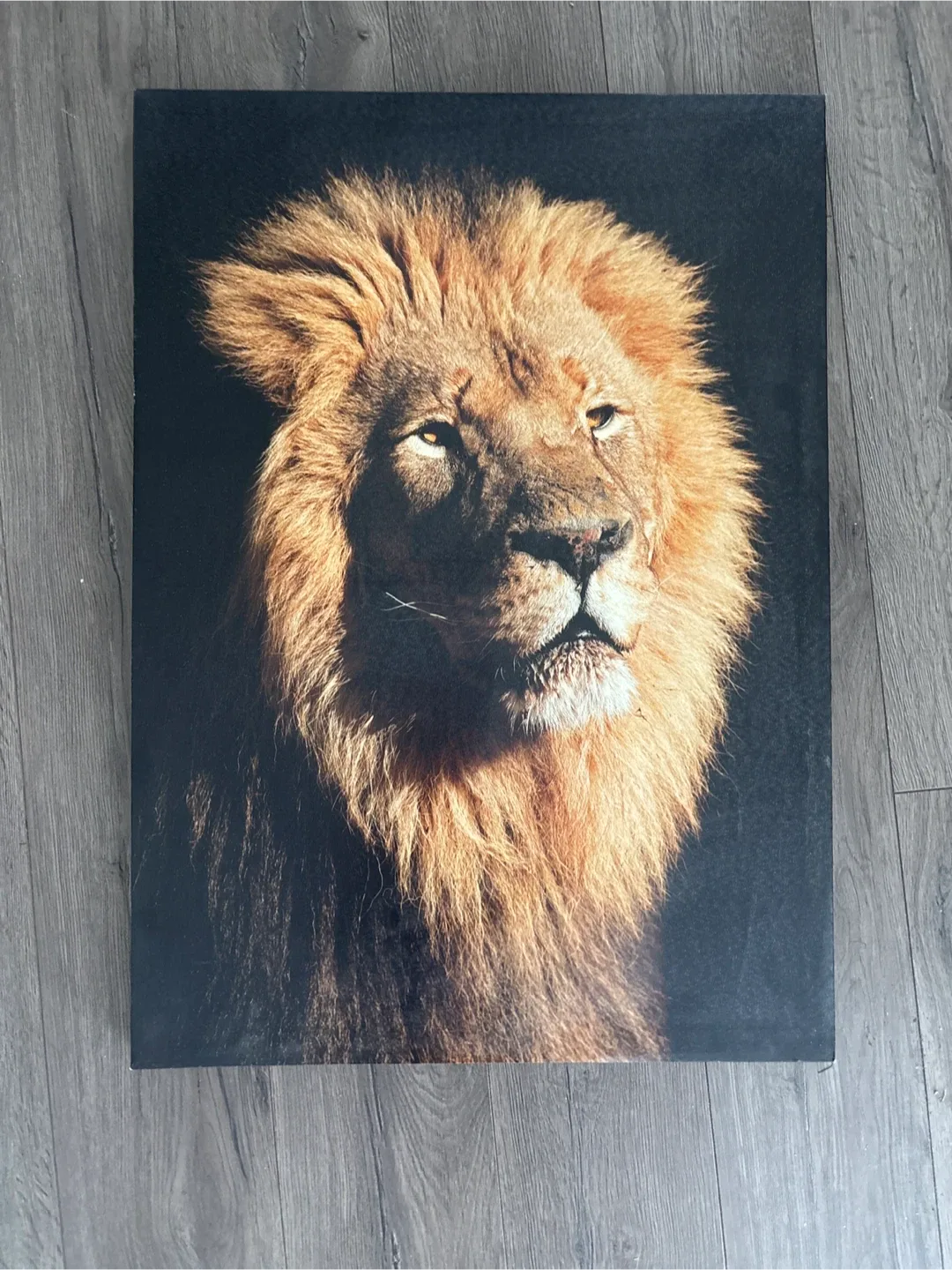 Lion Canvas Print thumbnail