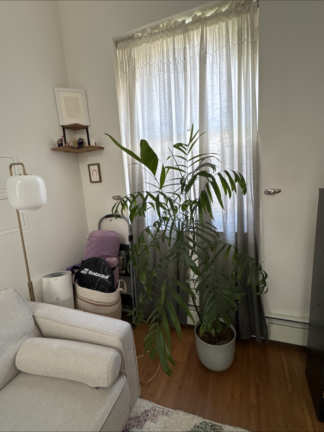 Florida Bamboo Palm - photo 2
