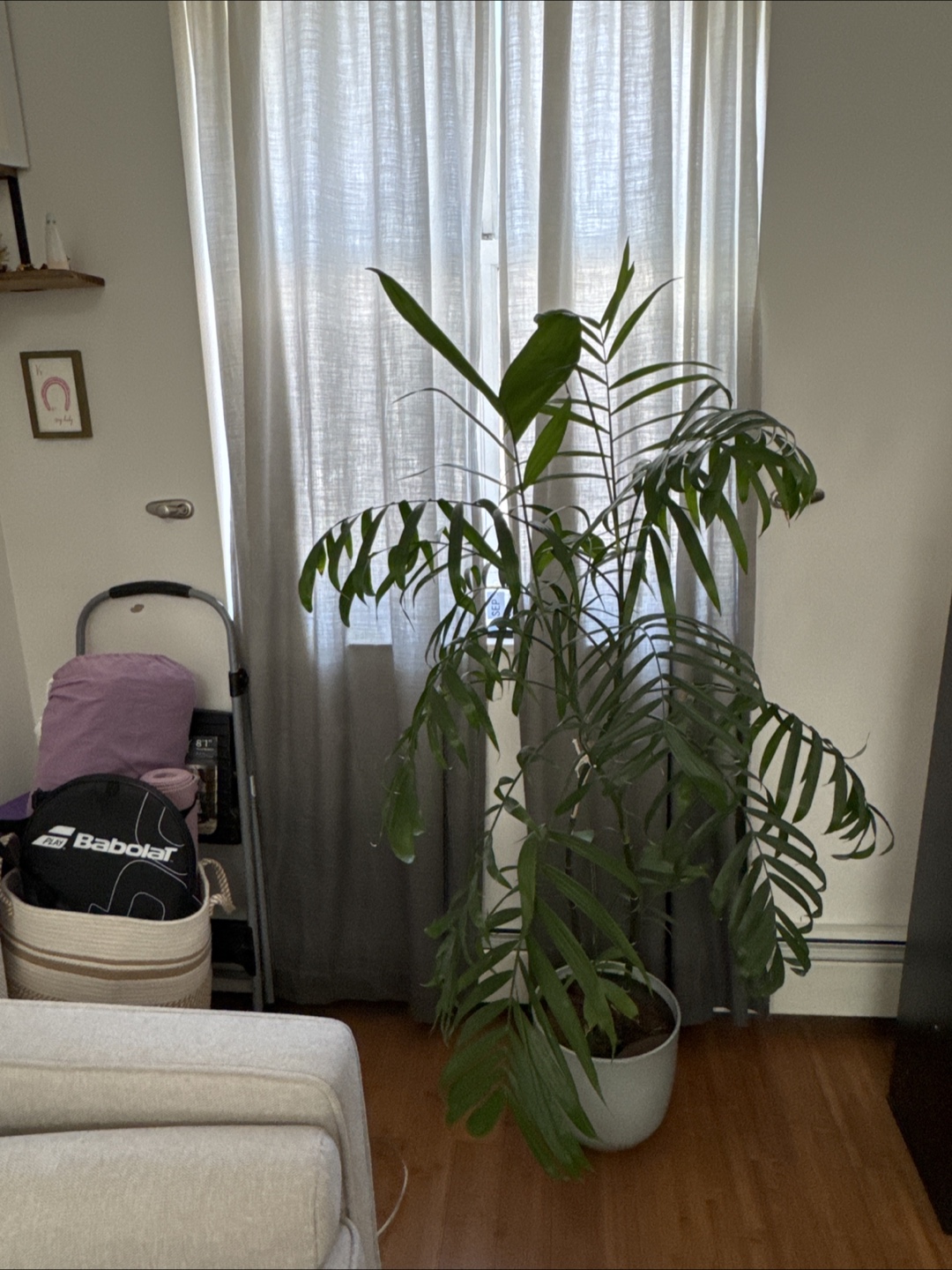 Florida Bamboo Palm