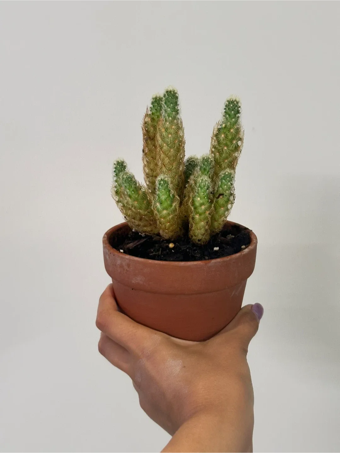Cactus Plant thumbnail