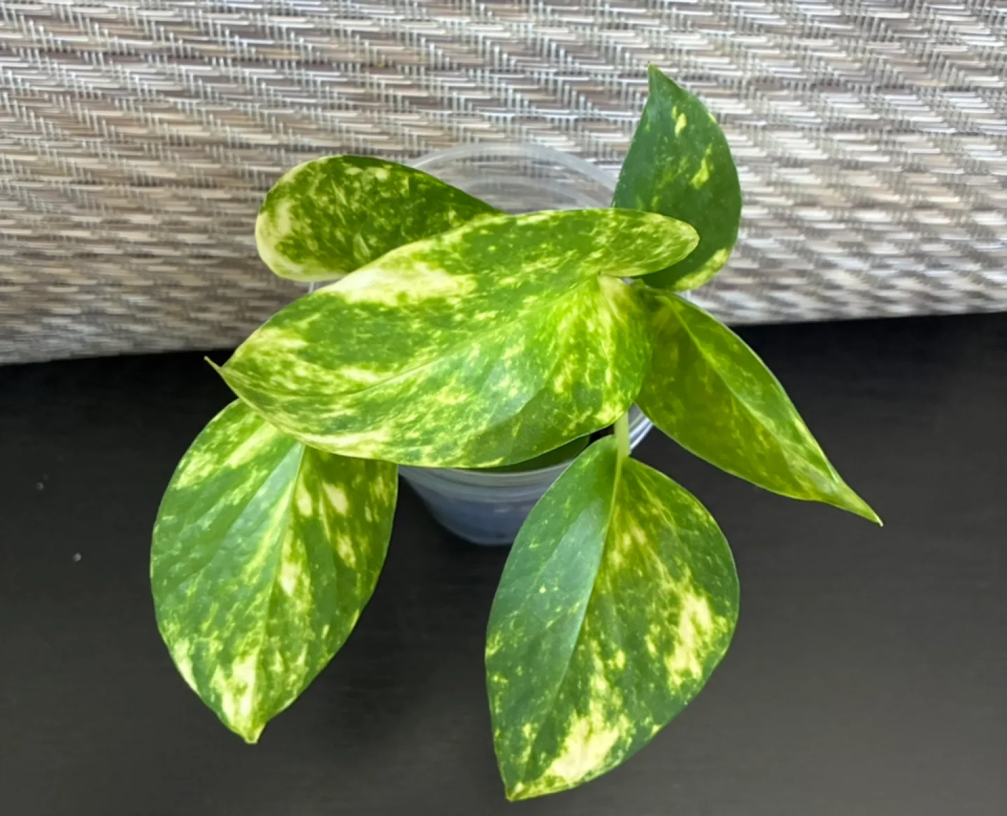 Golden Pothos Plant 🥕 thumbnail