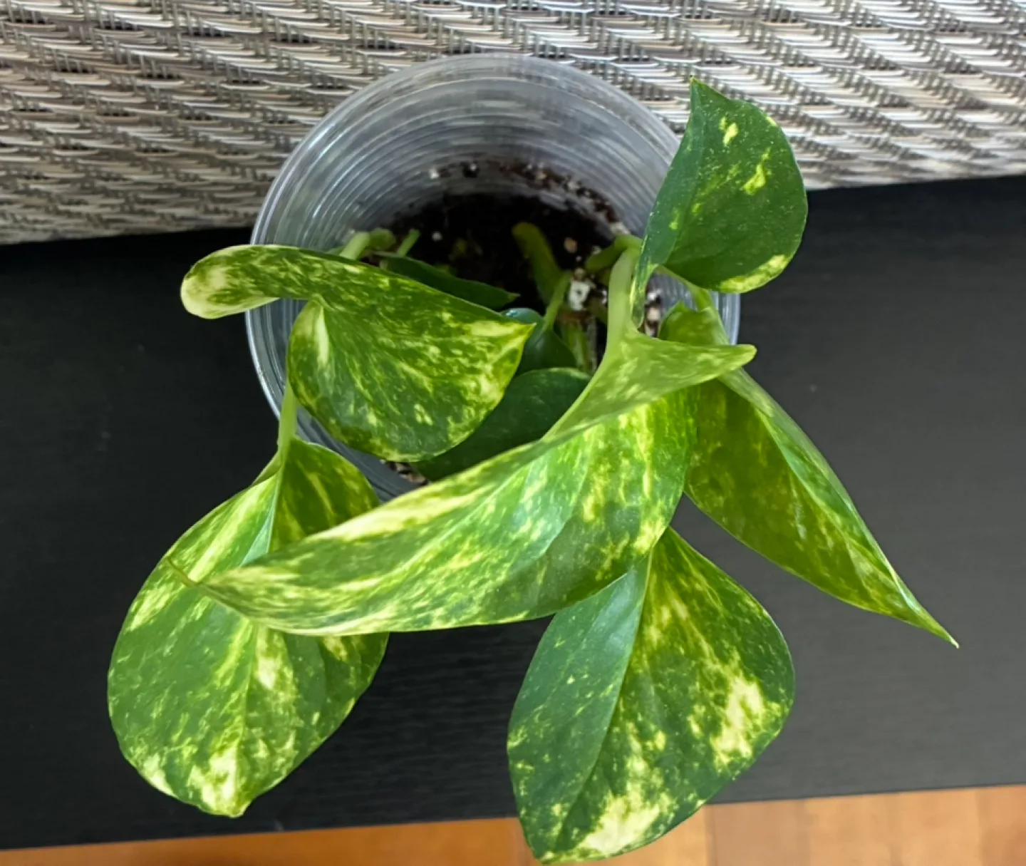 Golden Pothos Plant 🥕 image indicator(2)