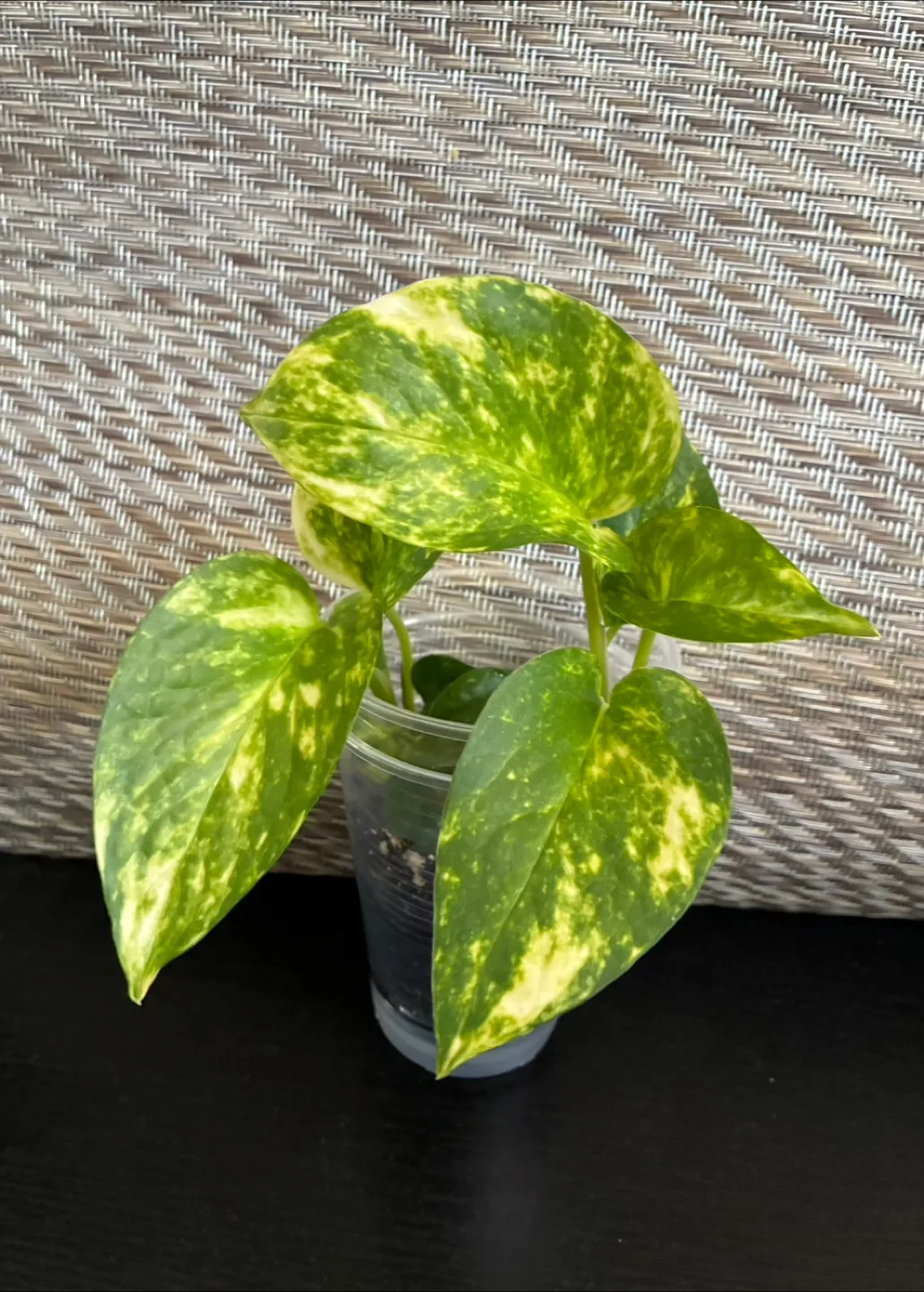 Golden Pothos Plant 🥕 image indicator(3)