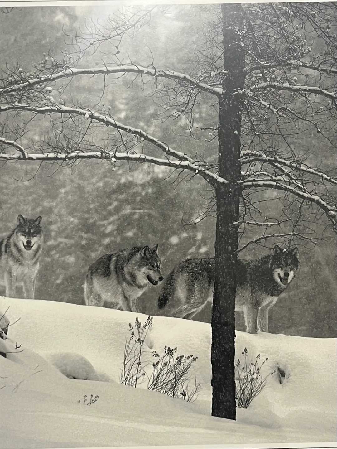 Winter Encounter Brandrnburg image indicator(3)