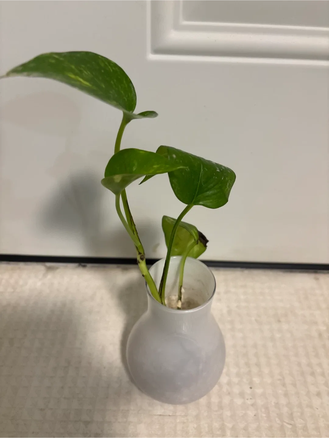 🥕Pothos Plant in White Vase thumbnail