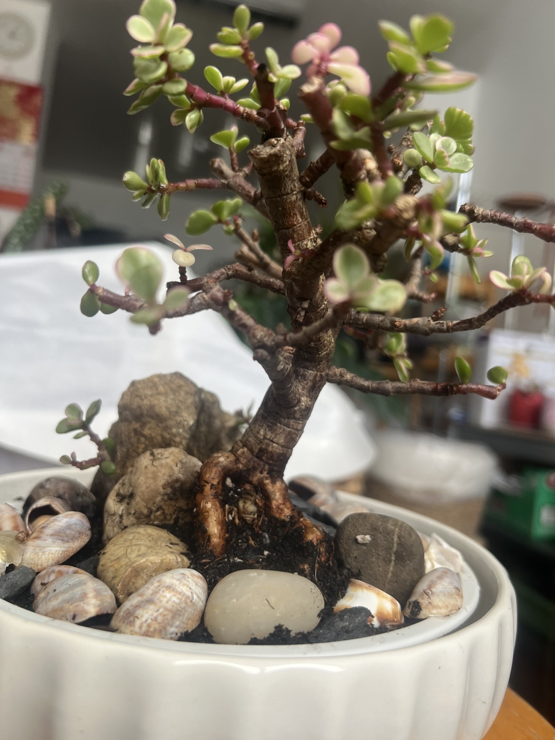 variegated Jade Bonsai with decorative stone - photo 4