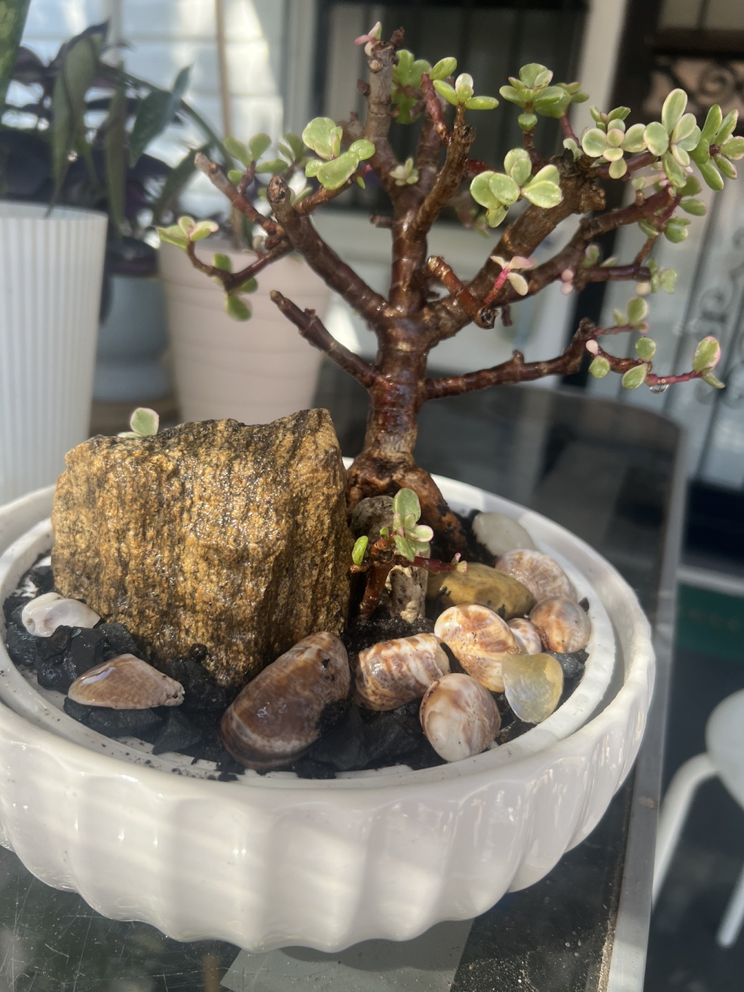 variegated Jade Bonsai with decorative stone - photo 5