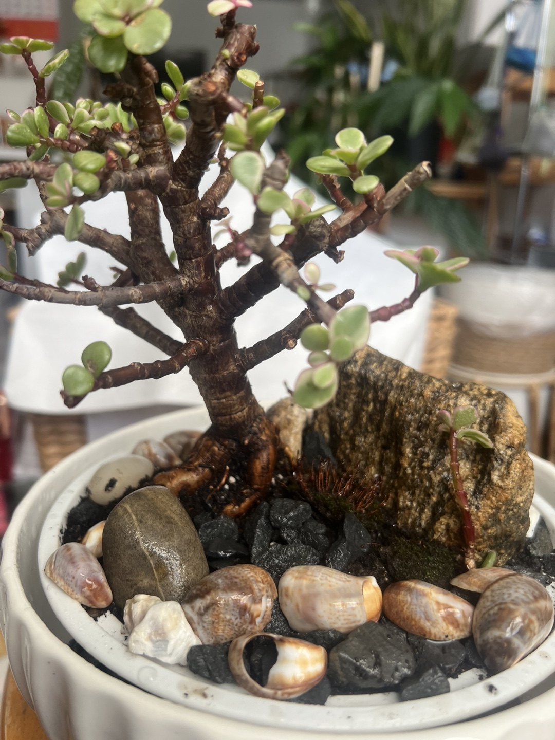 variegated Jade Bonsai with decorative stone