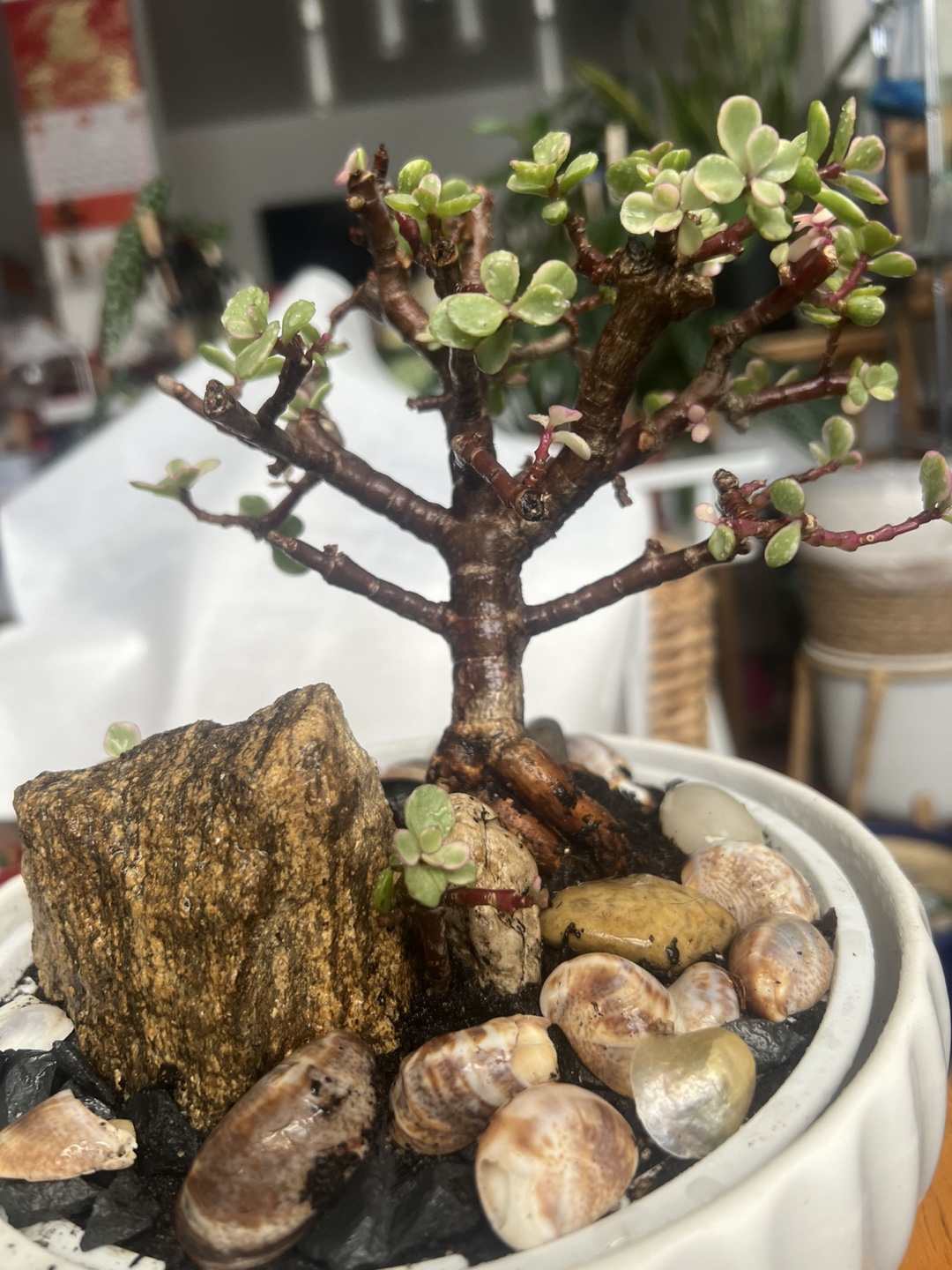 variegated Jade Bonsai with decorative stone - photo 3