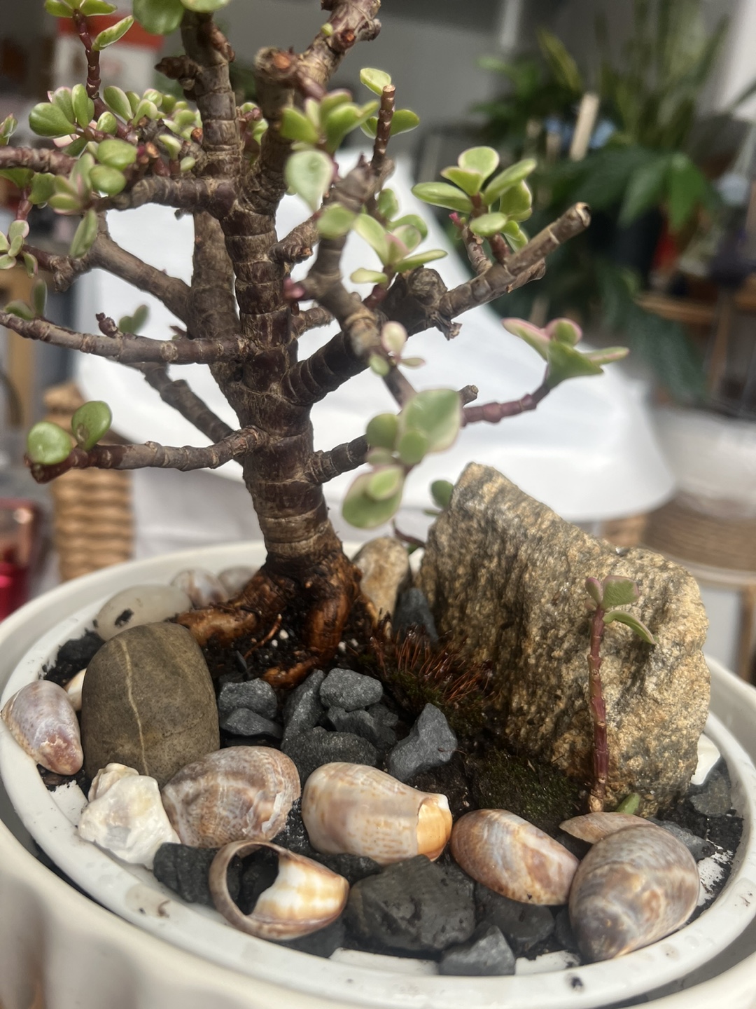 variegated Jade Bonsai with decorative stone - photo 2