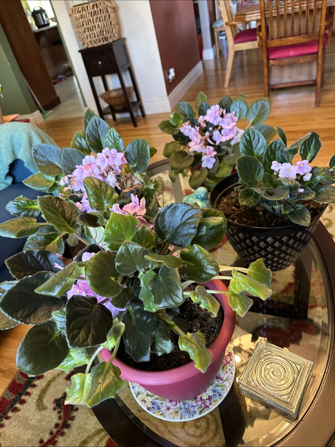 African Violet Plants - photo 2