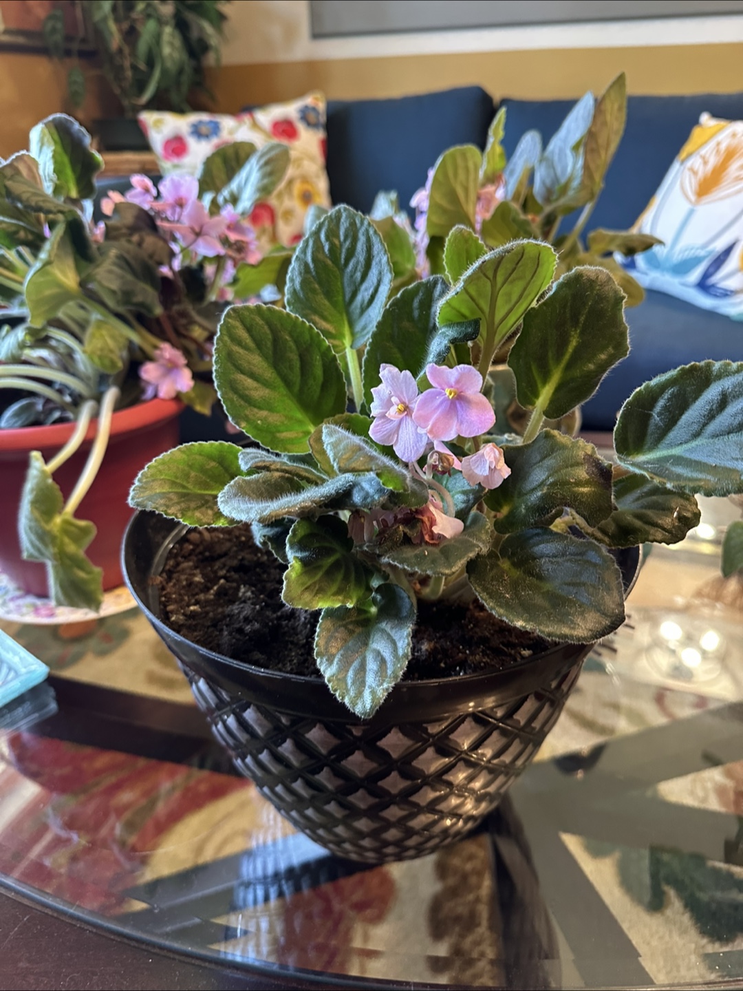 African Violet Plants - photo 3